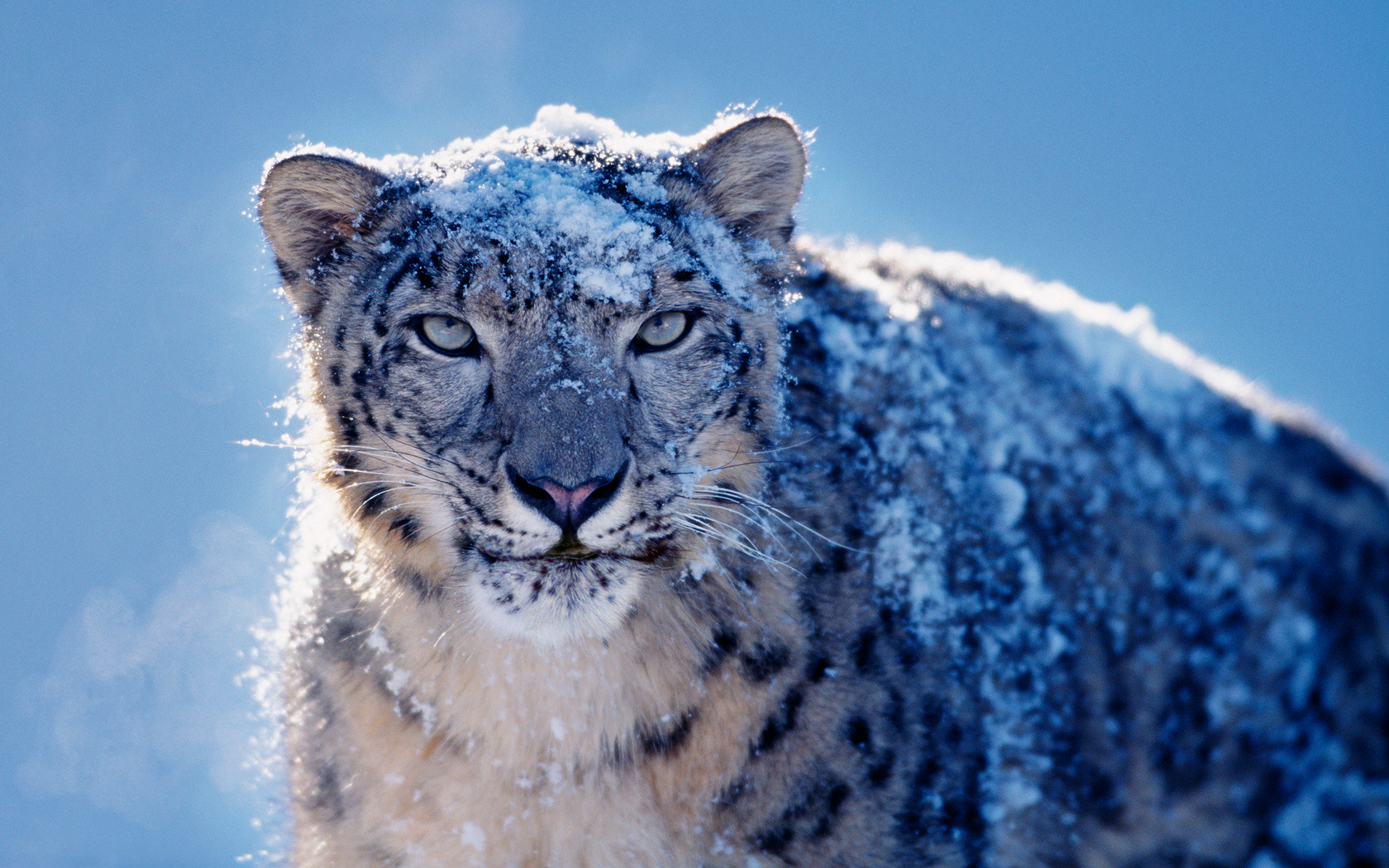 Mac Snow Leopard Download Free
